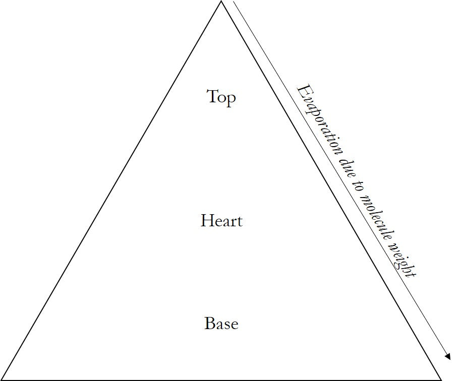 The scent pyramid: what are top, heart and base notes?