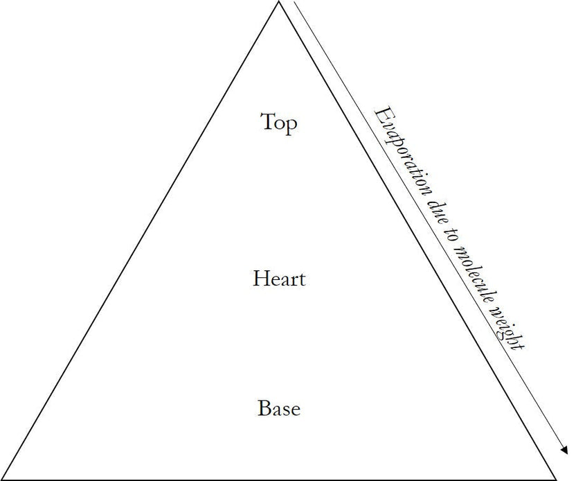 The scent pyramid: what are all the notes? – Thomas Clipper