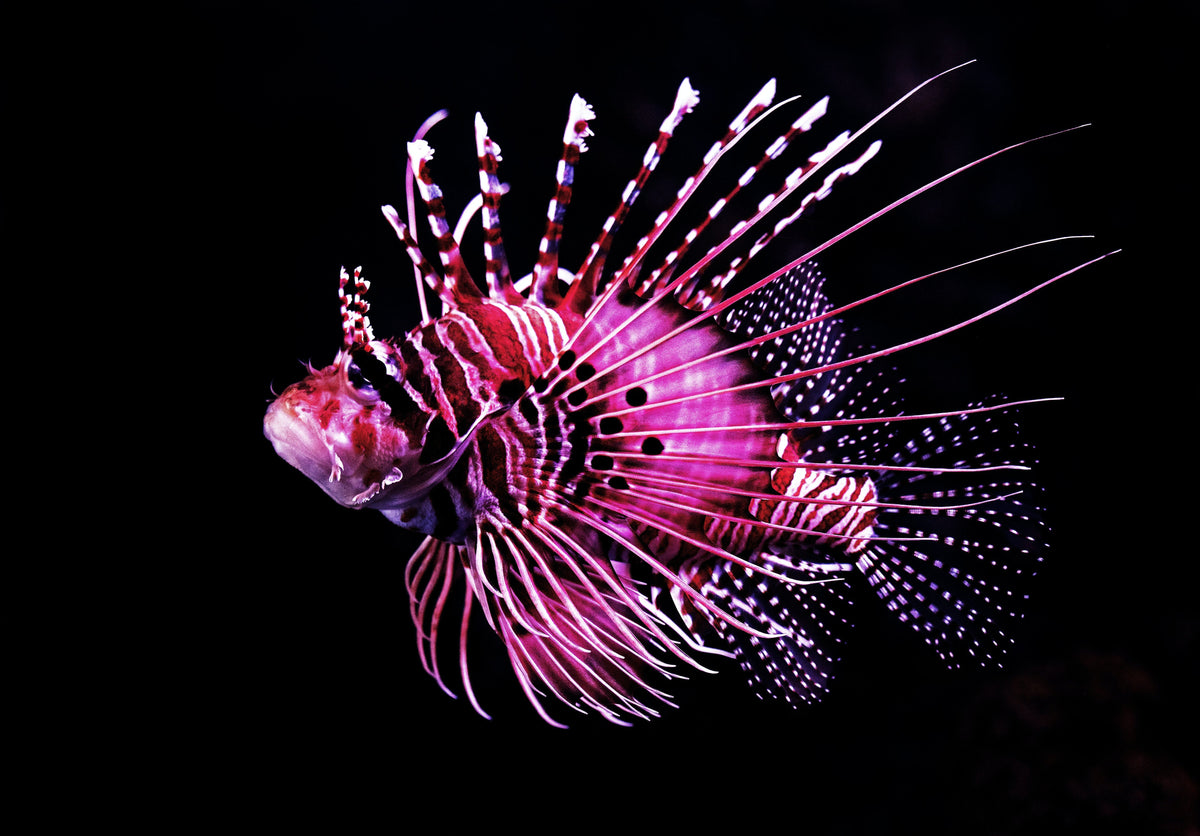 Photo of a Fish